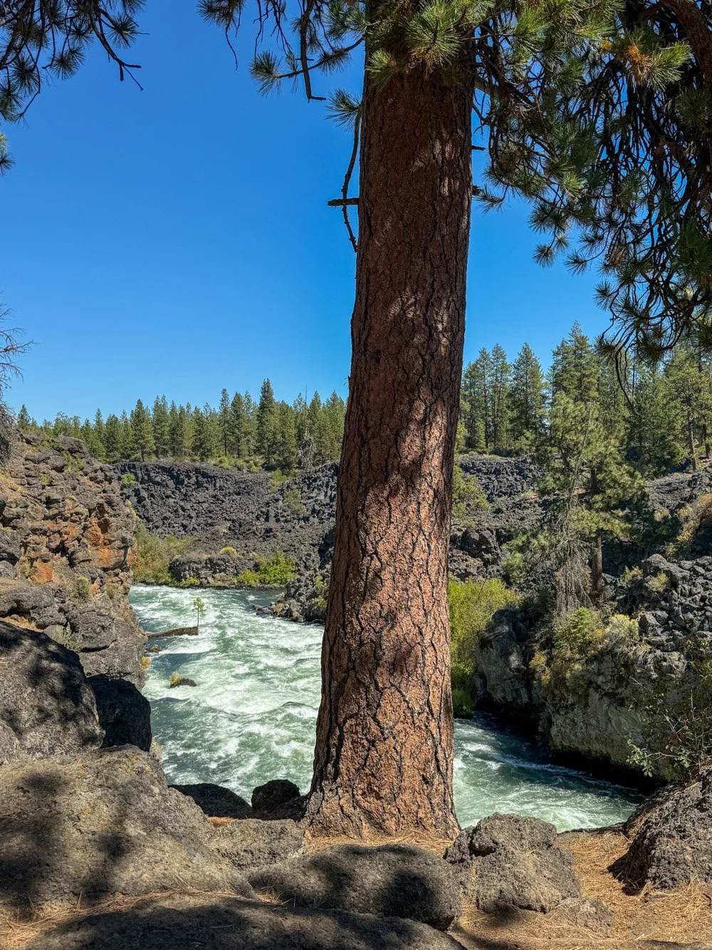 Stately pine along rim of Dillon Falls