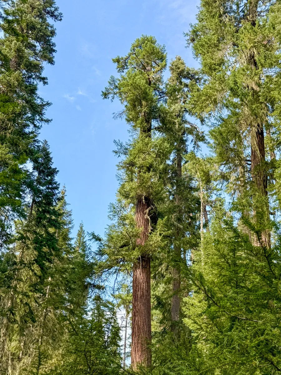 Ancient Douglas-fir