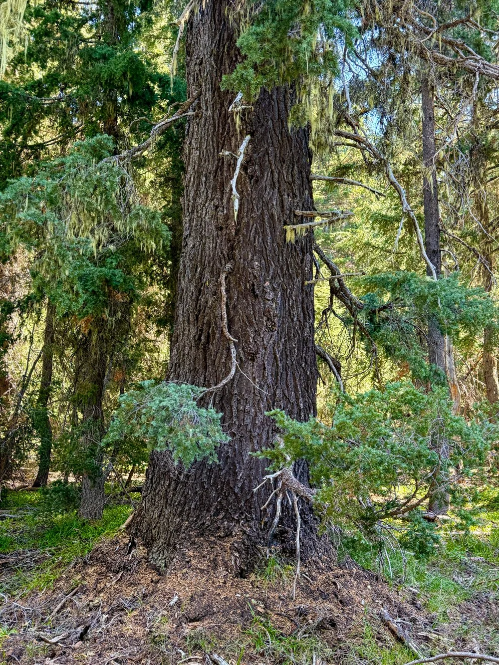 Mountain hemlock