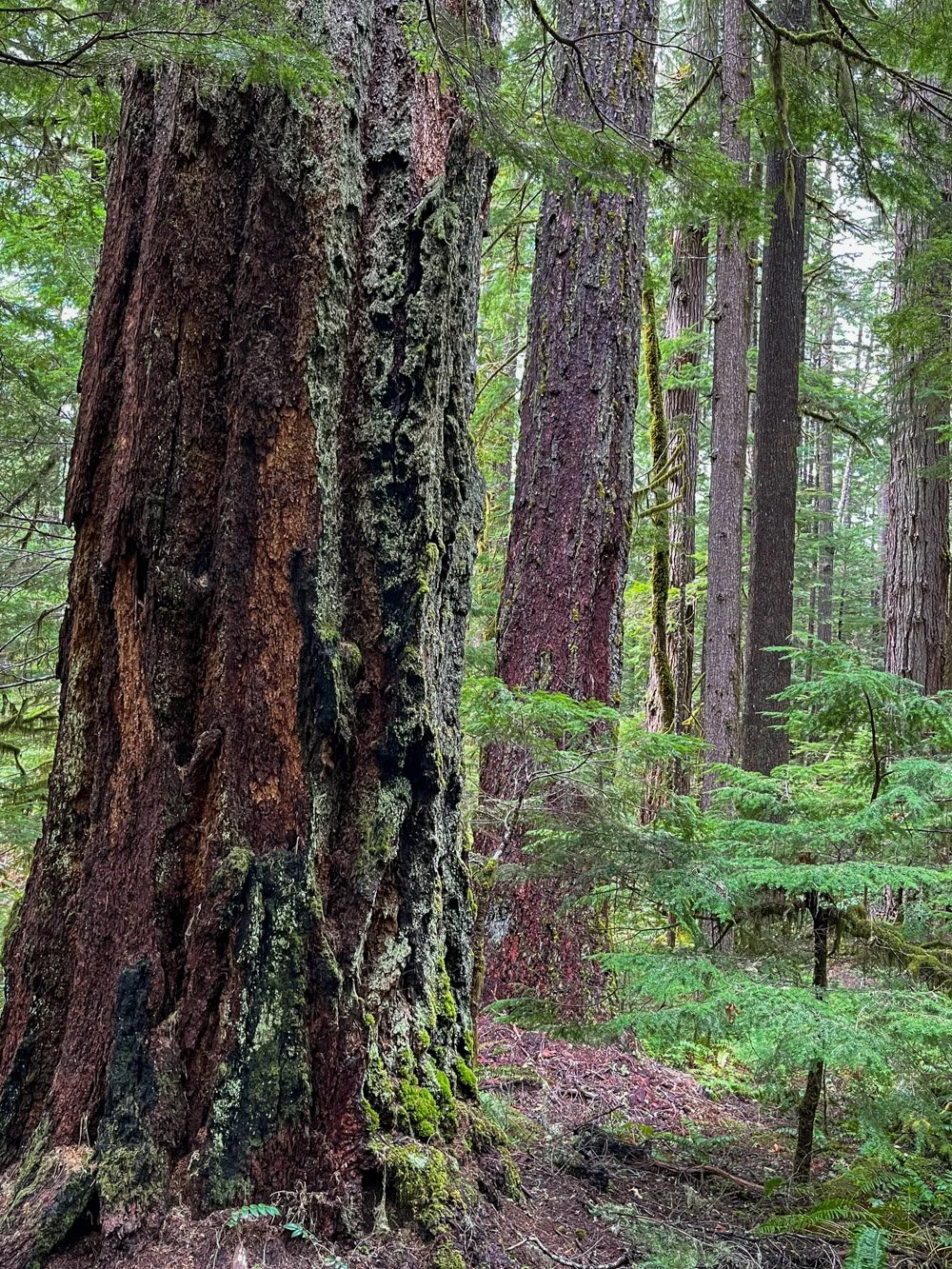 Old, fire-scorched Douglas-fir