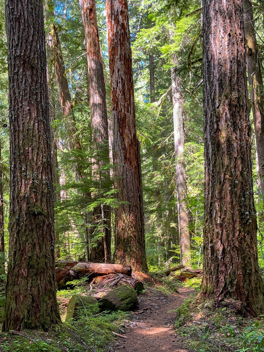 Old growth along the path