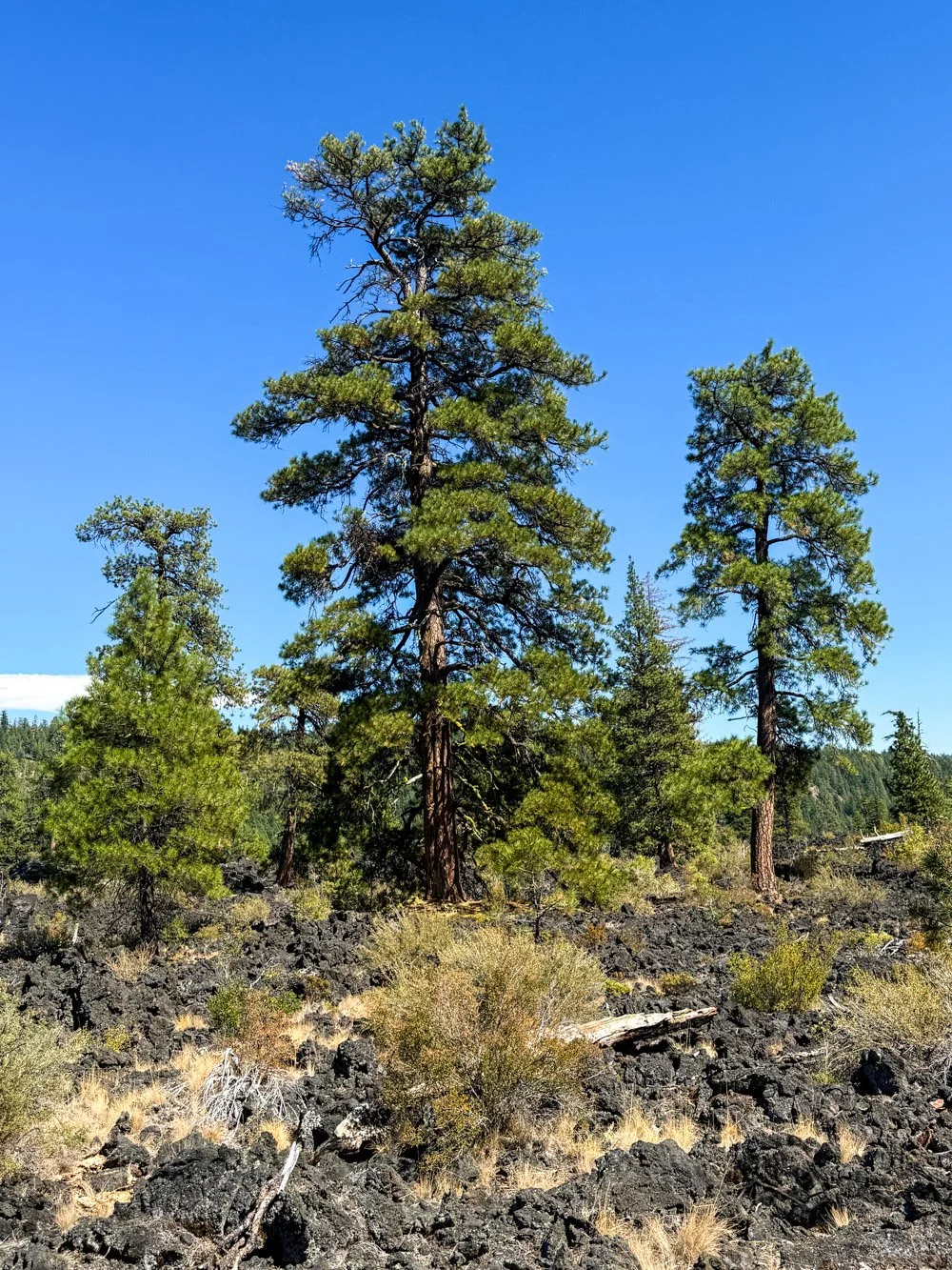 Lava-flow old growth