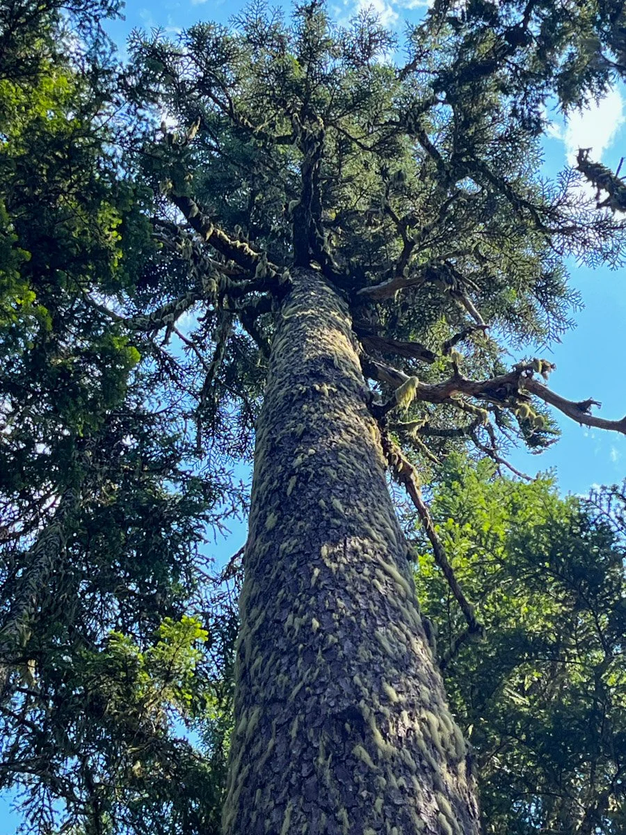 Noble fir, pre-fire