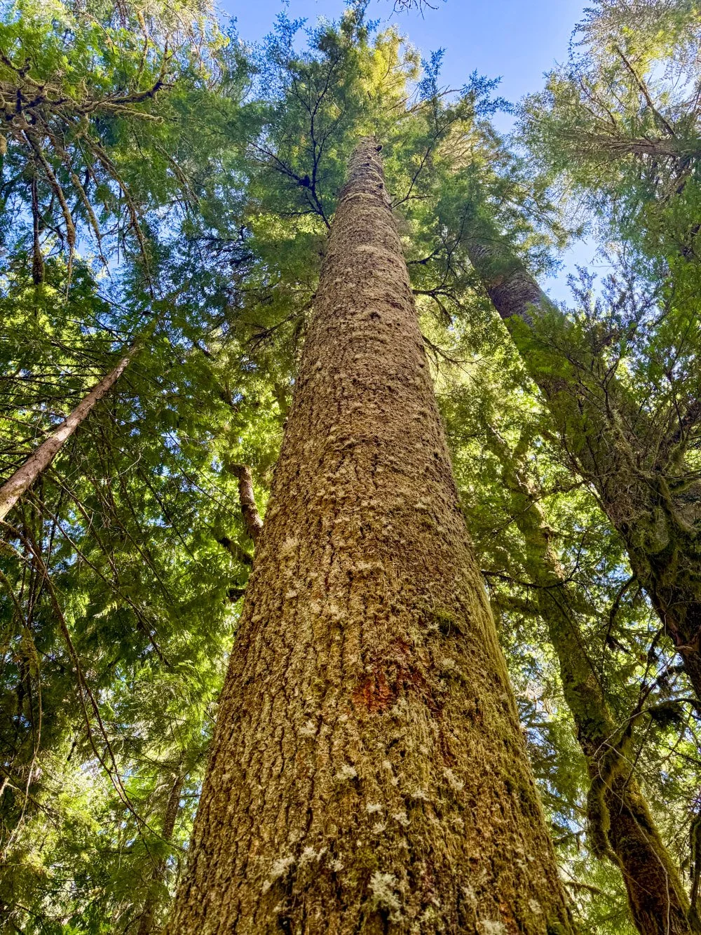 Soaring grand fir
