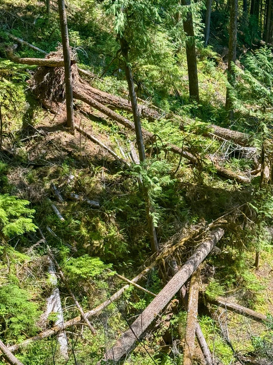Large downed wood from Snowmaggedon (2019)