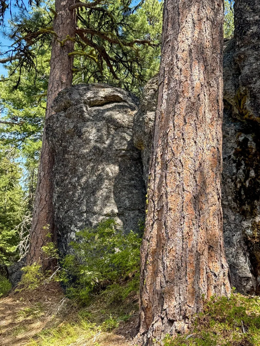 Ponderosa pine