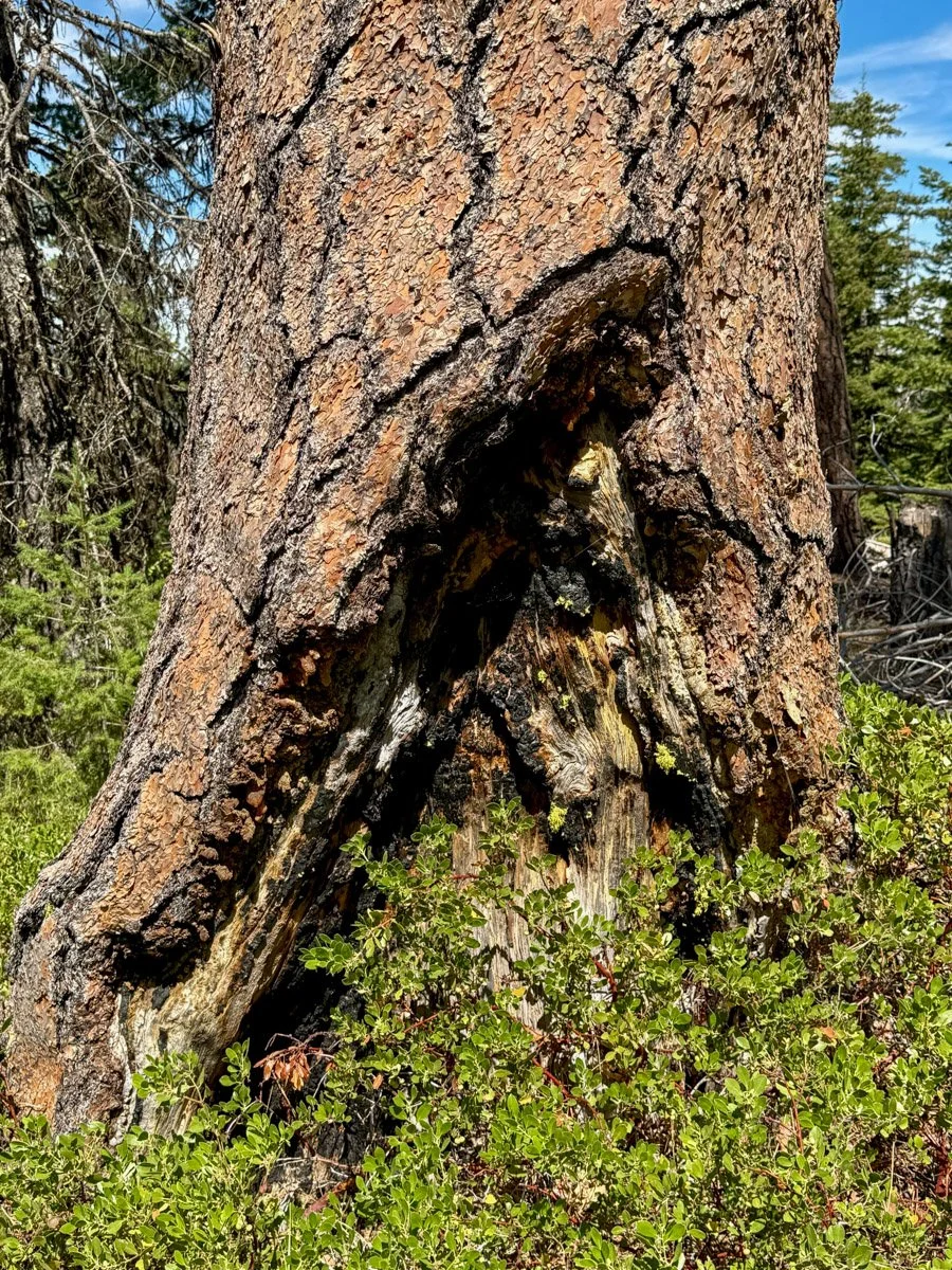 Multiple fire scars