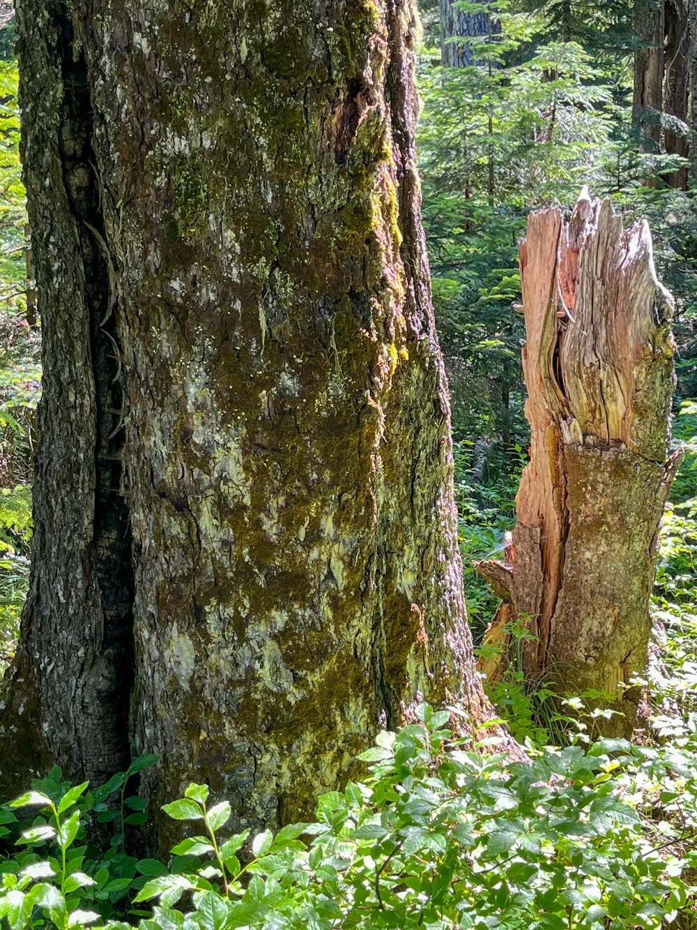 Big silver fir