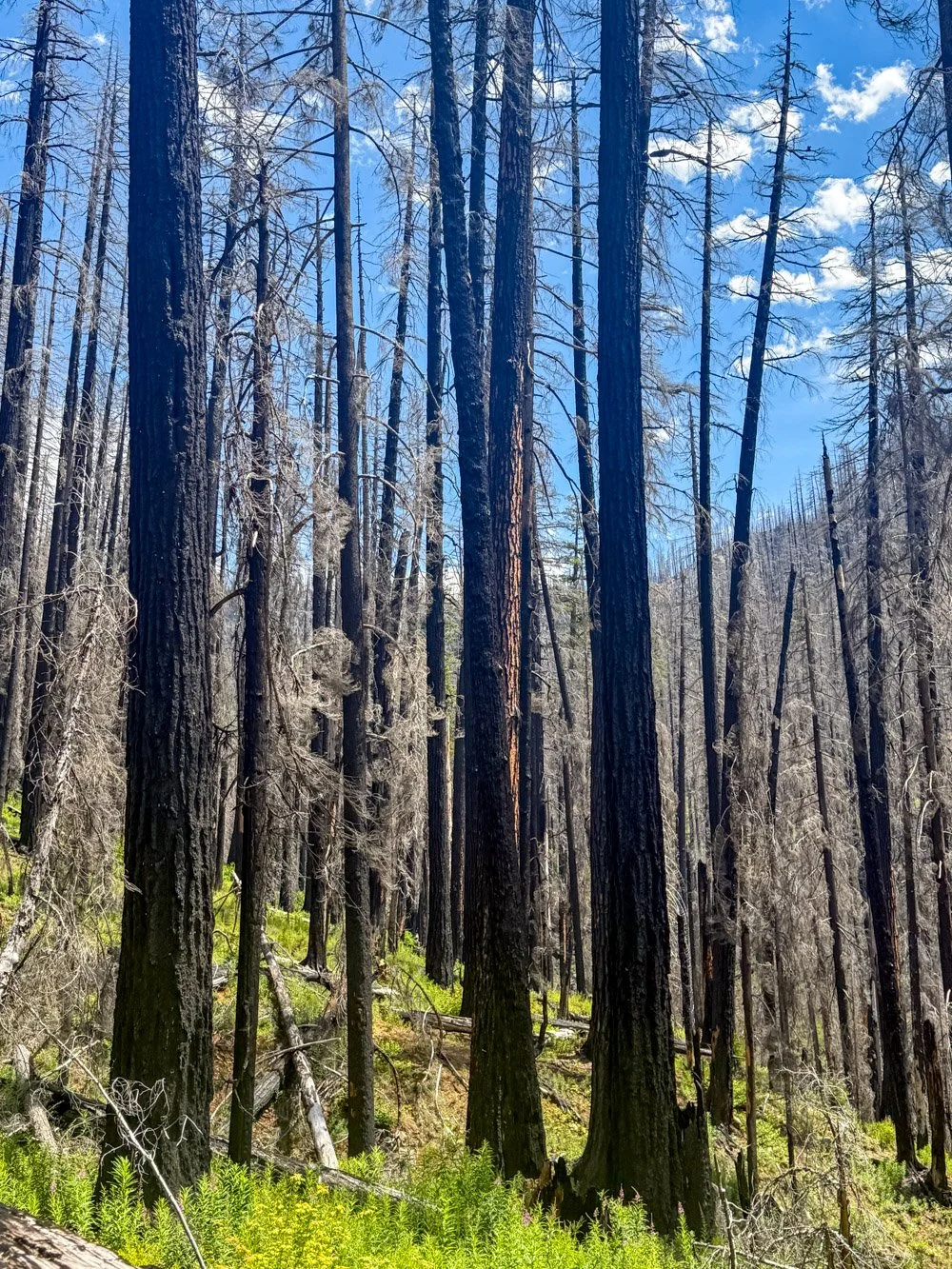 Black Creek, post-fire (Cedar Creek Fire, 2022)