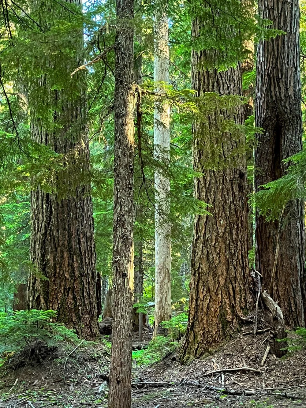 Classic old growth