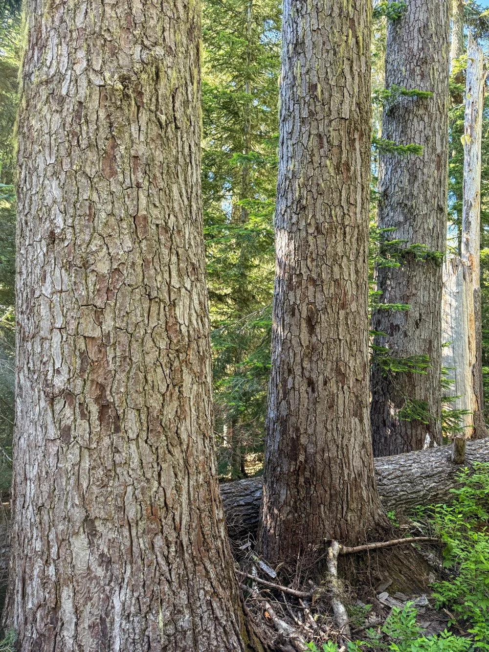 Trio of noble fir