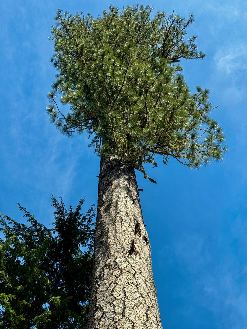 Ponderosa pine