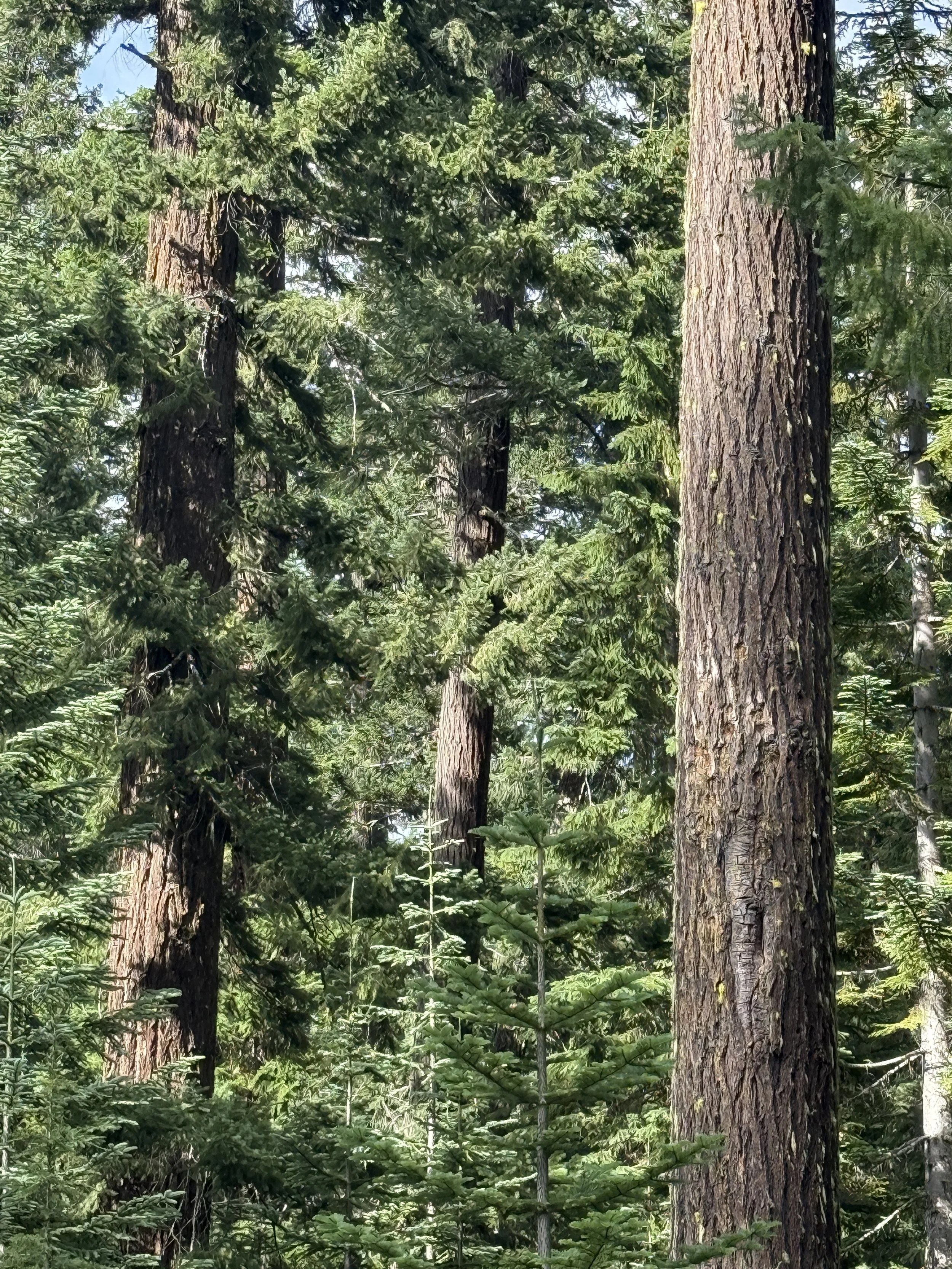Old growth