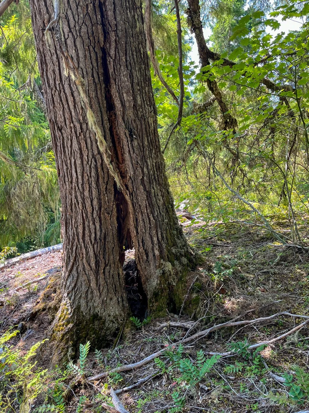 Hemlock doing the splits on an earthflow