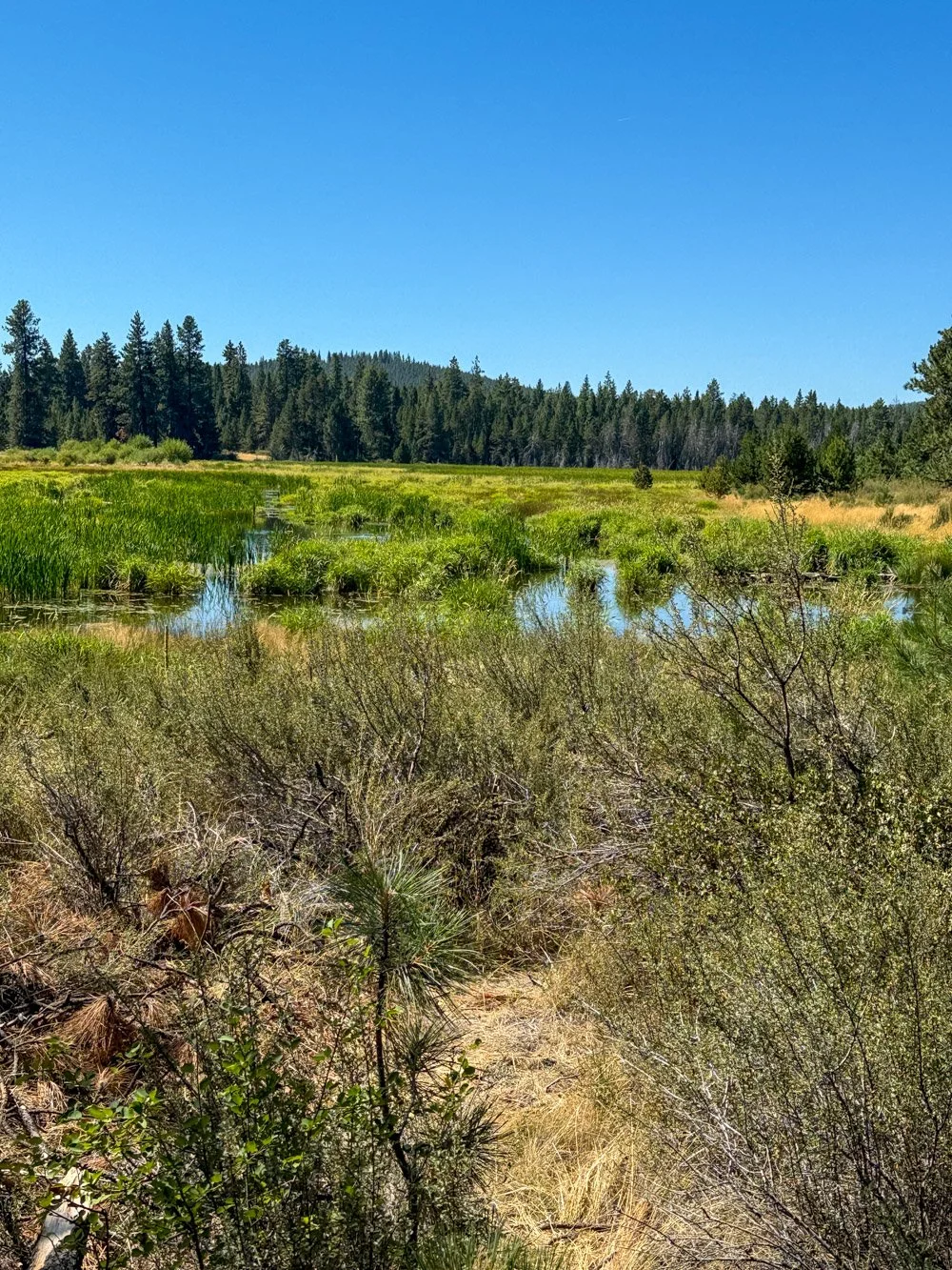 Ryan Ranch Meadow restoration