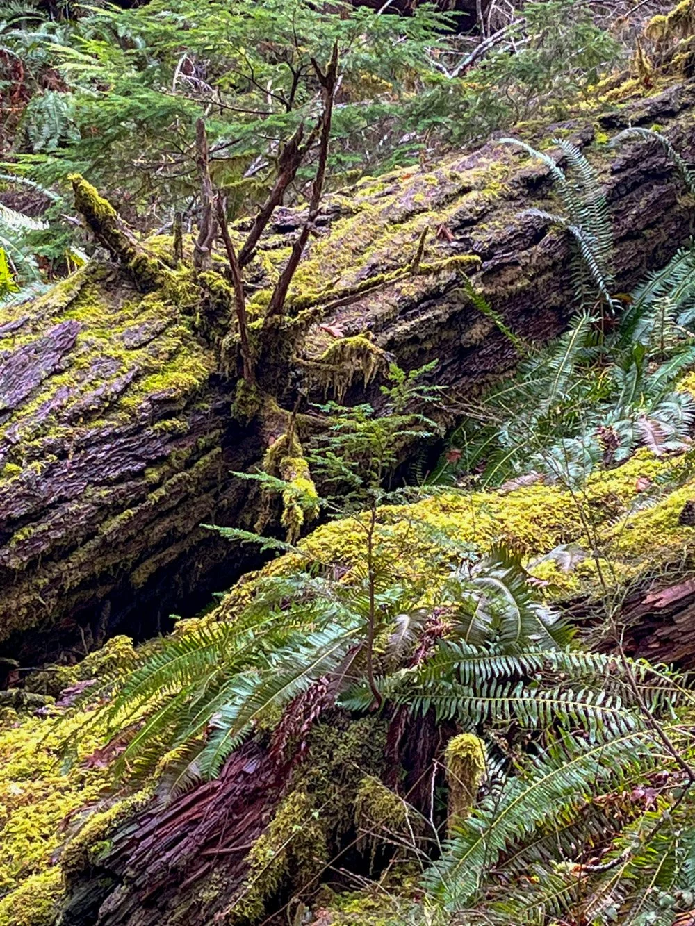 Abundant large down wood