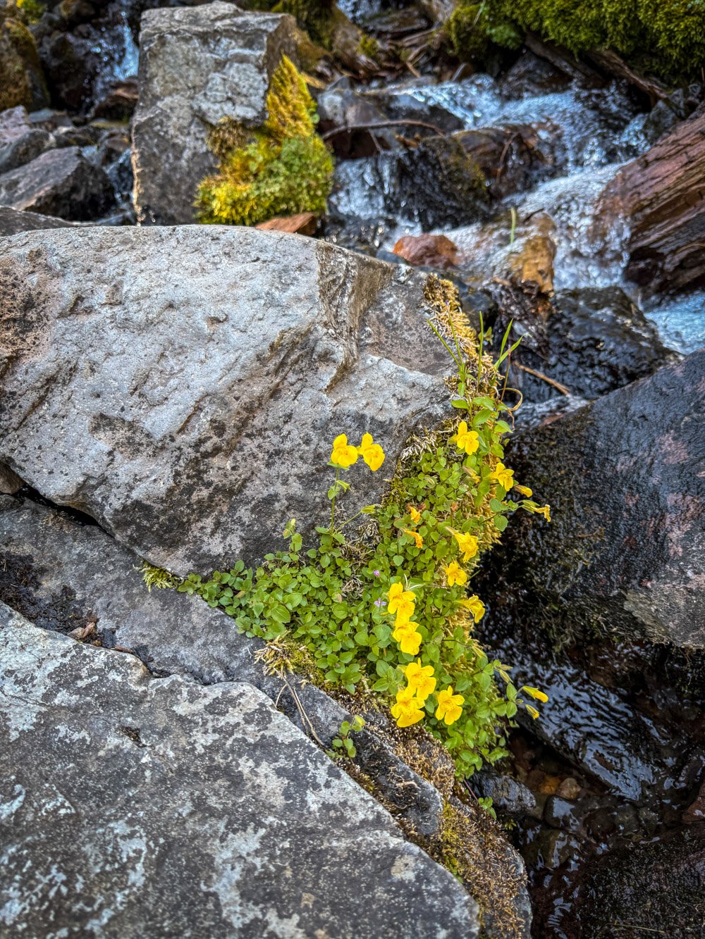 Monkey flower