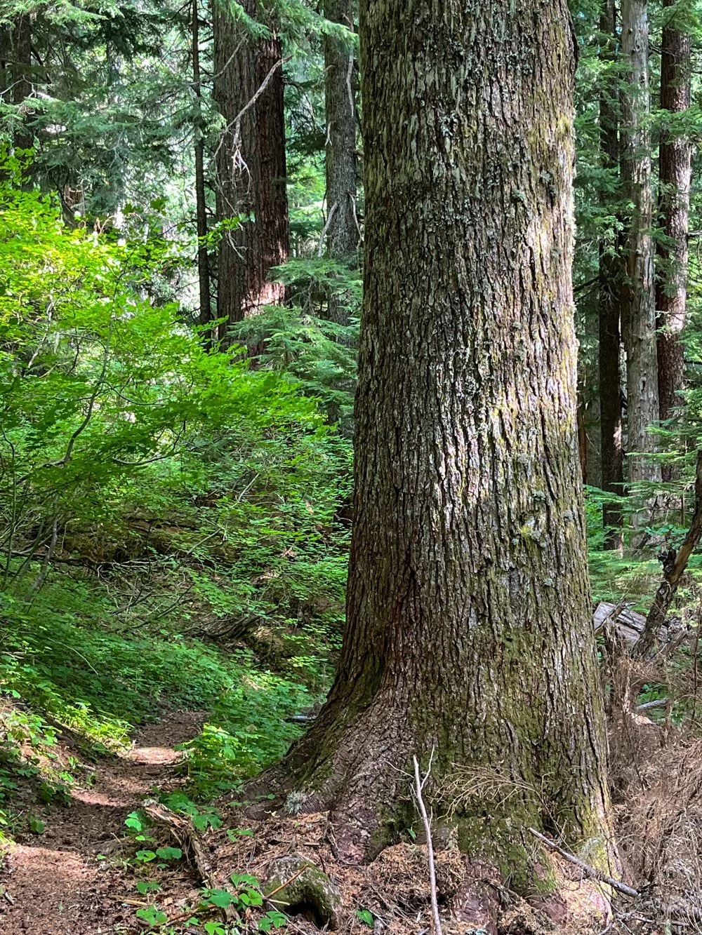 Old western hemlock