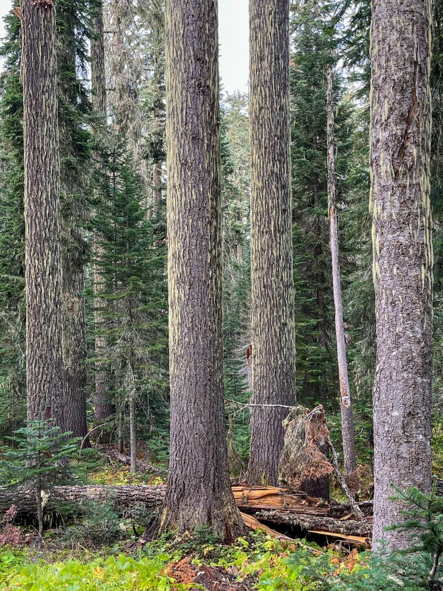 Towering Shasta red fir