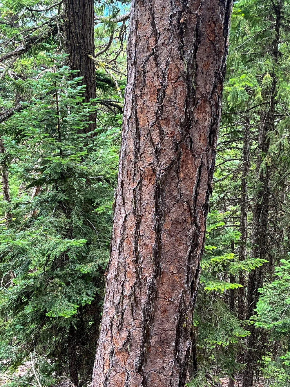 Ponderosa pine, pre-fire