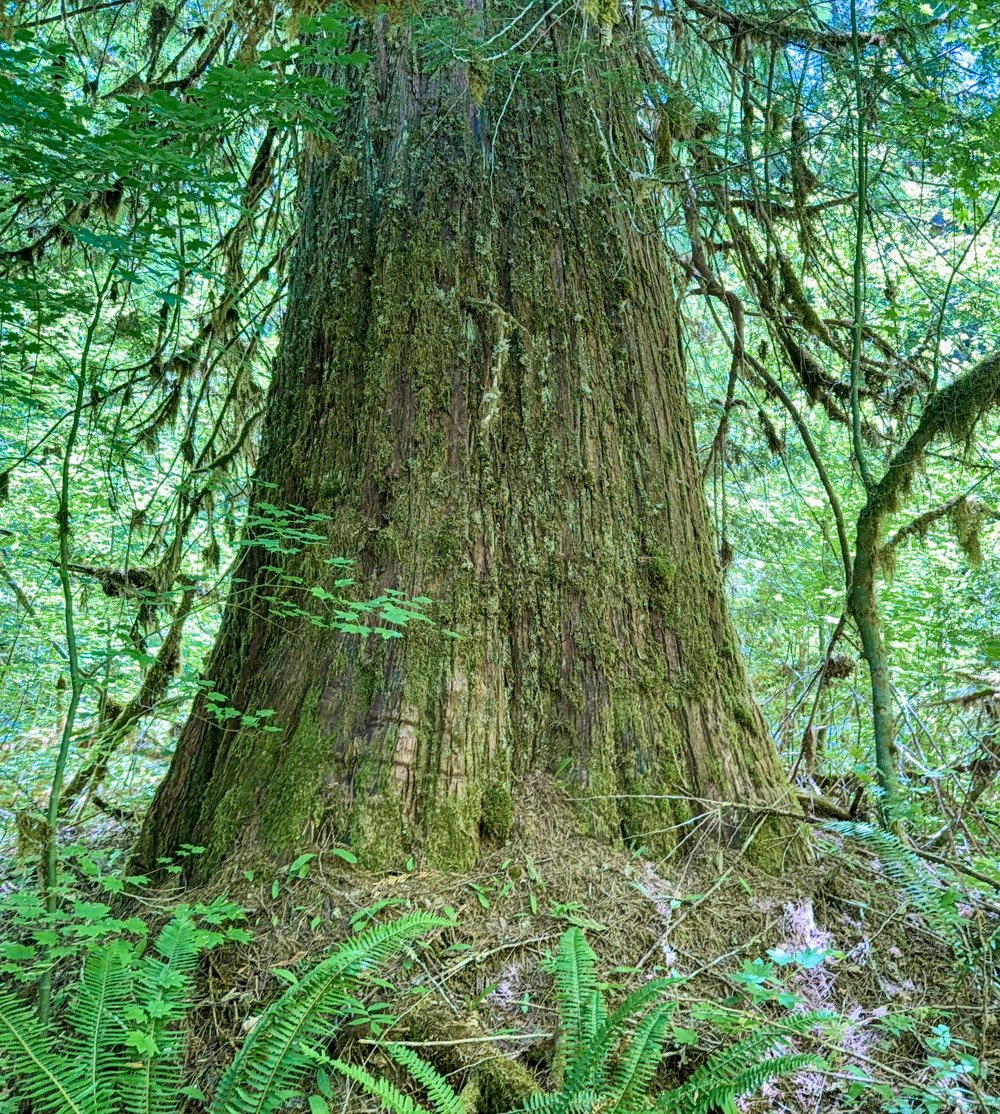 9' western redcedar