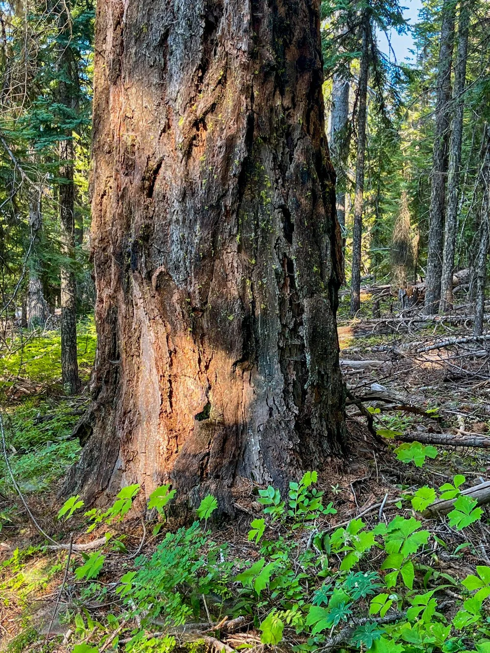 Thick-barked Douglas-fir