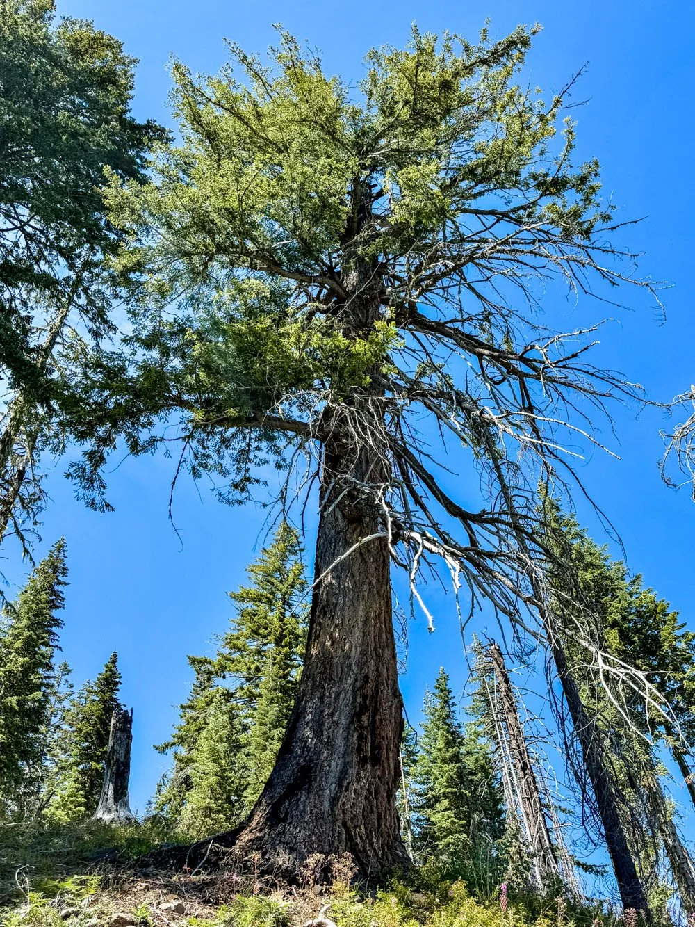 An ancient survivor