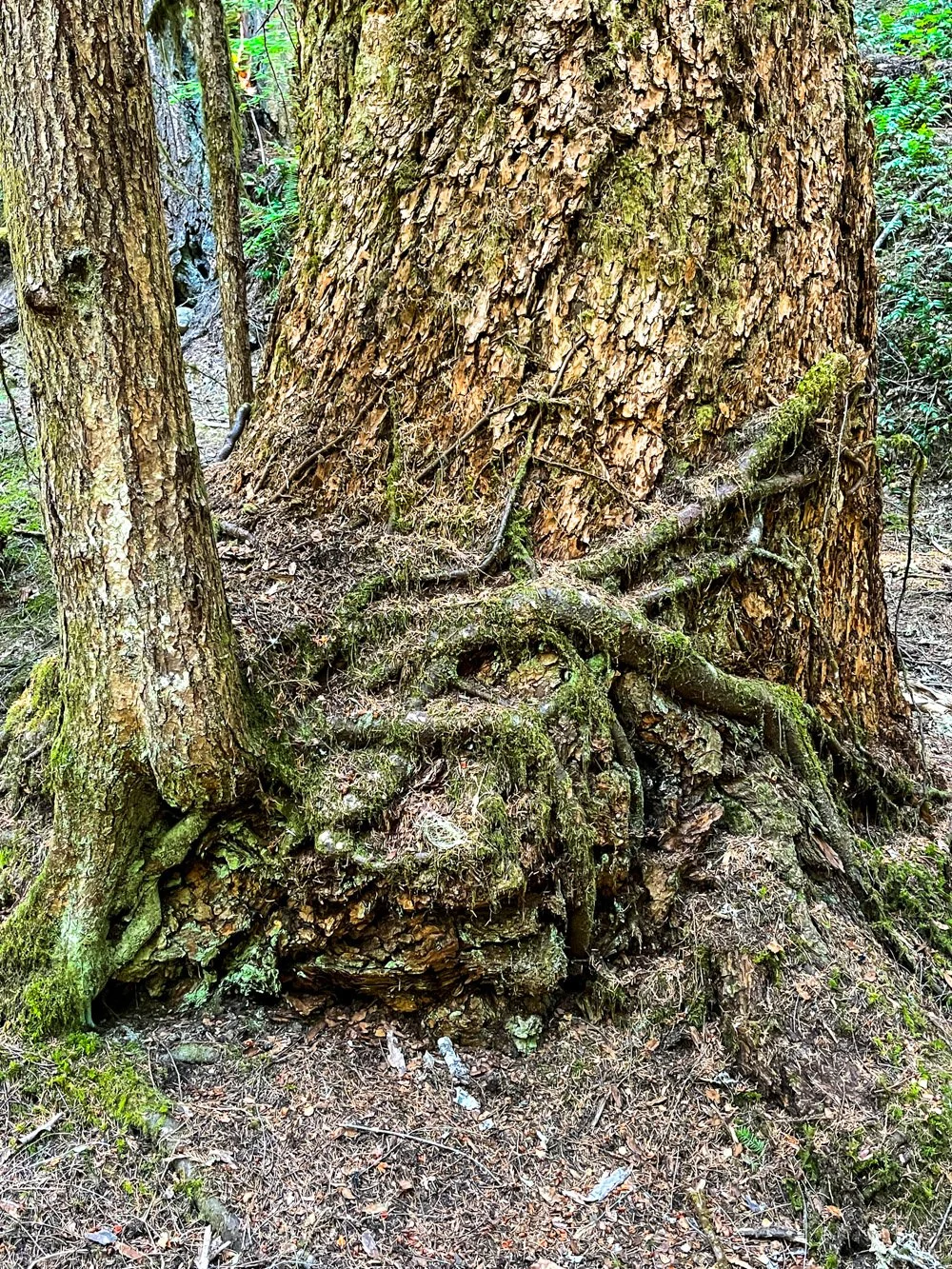 Not sure what the Douglas-fir gets out of this relationship ....