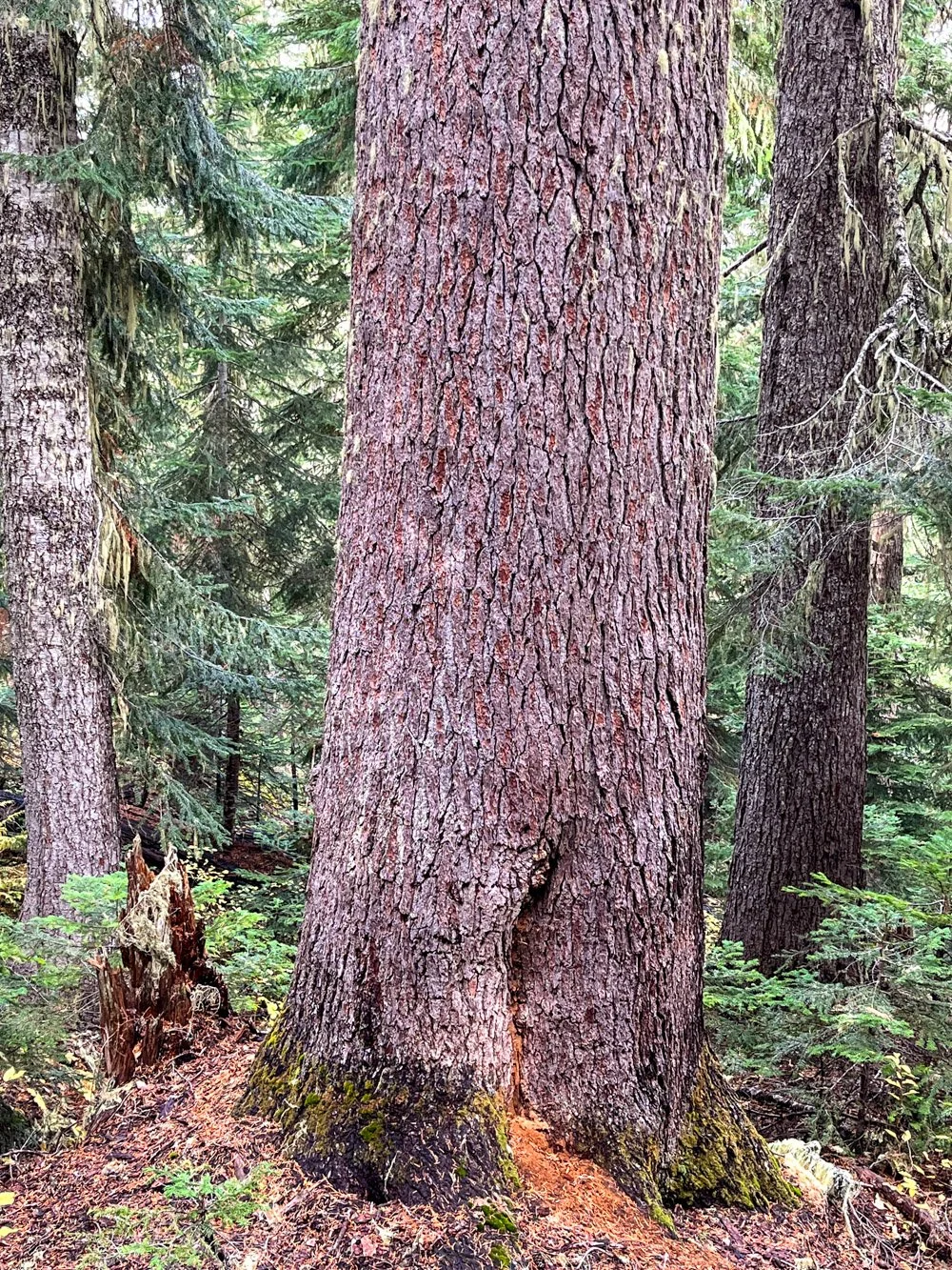 Old mountain hemlock