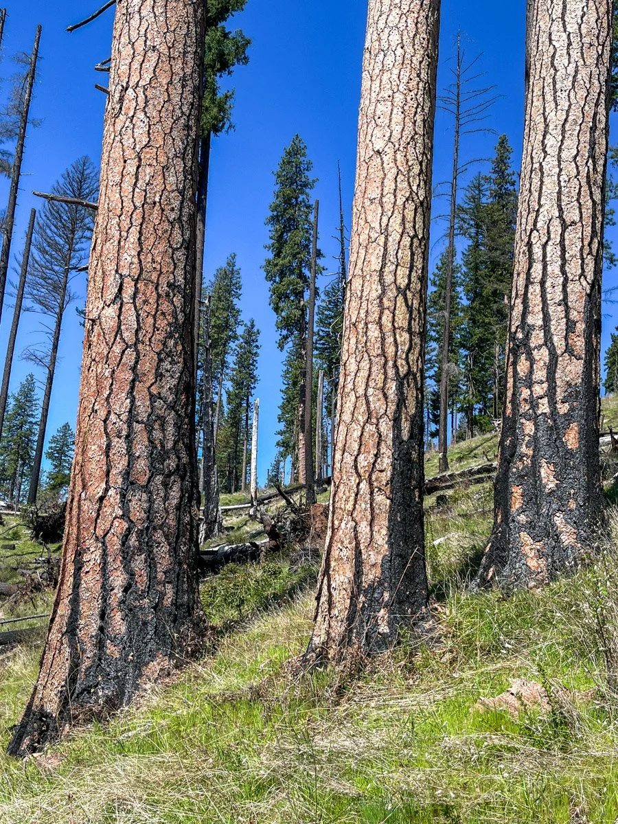 Old ponderosa pine in restoration cutting unit