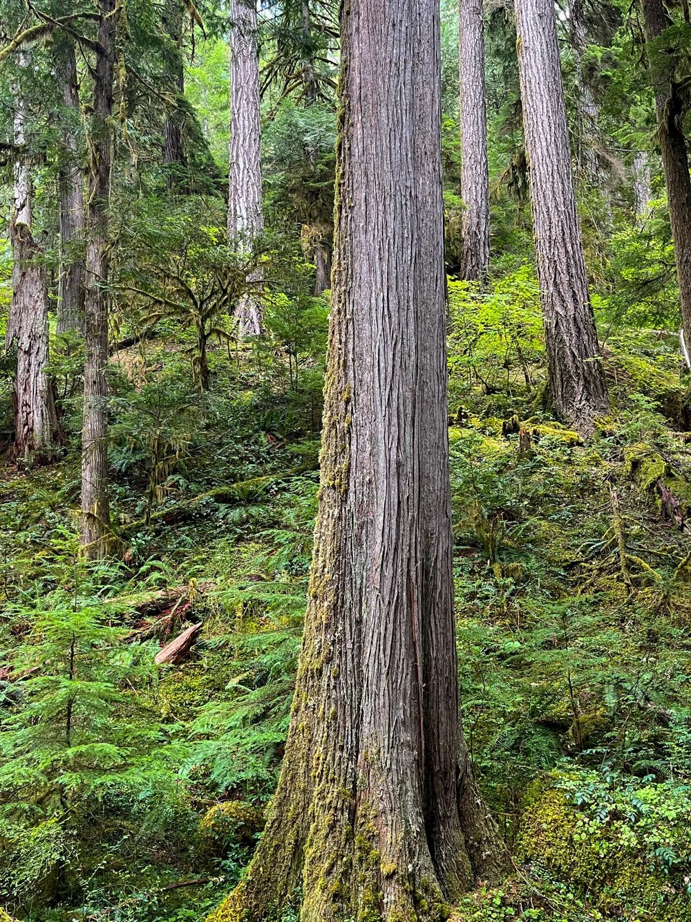 Western redcedar