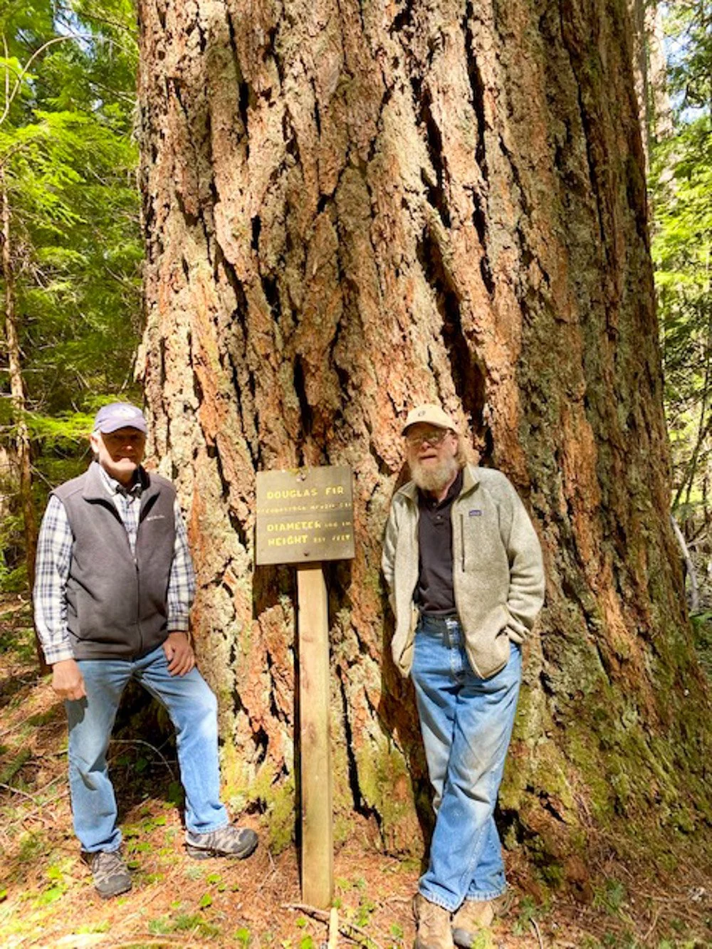 Joe Goddard's Grove - massive Douglas-fir, pre-fire
