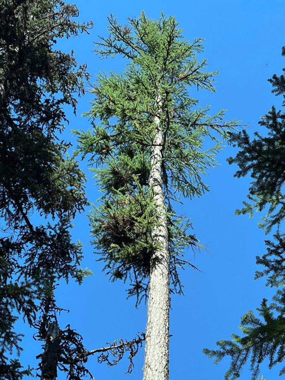 Distinctive western larch crown