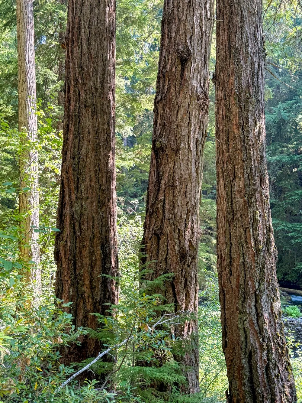 Old Douglas-fir