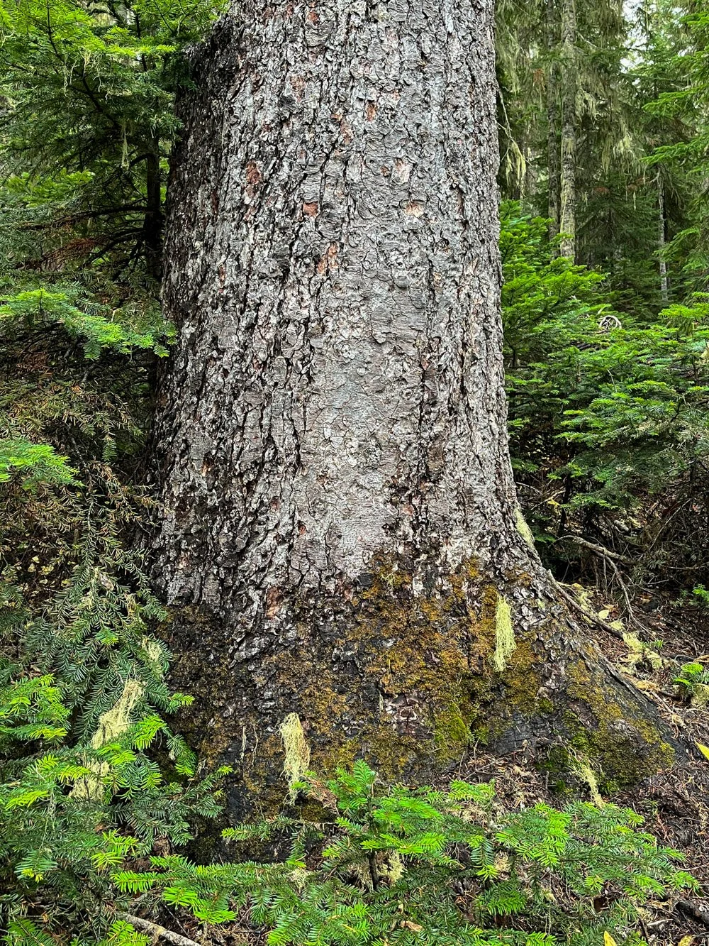 Old Pacific silver fir