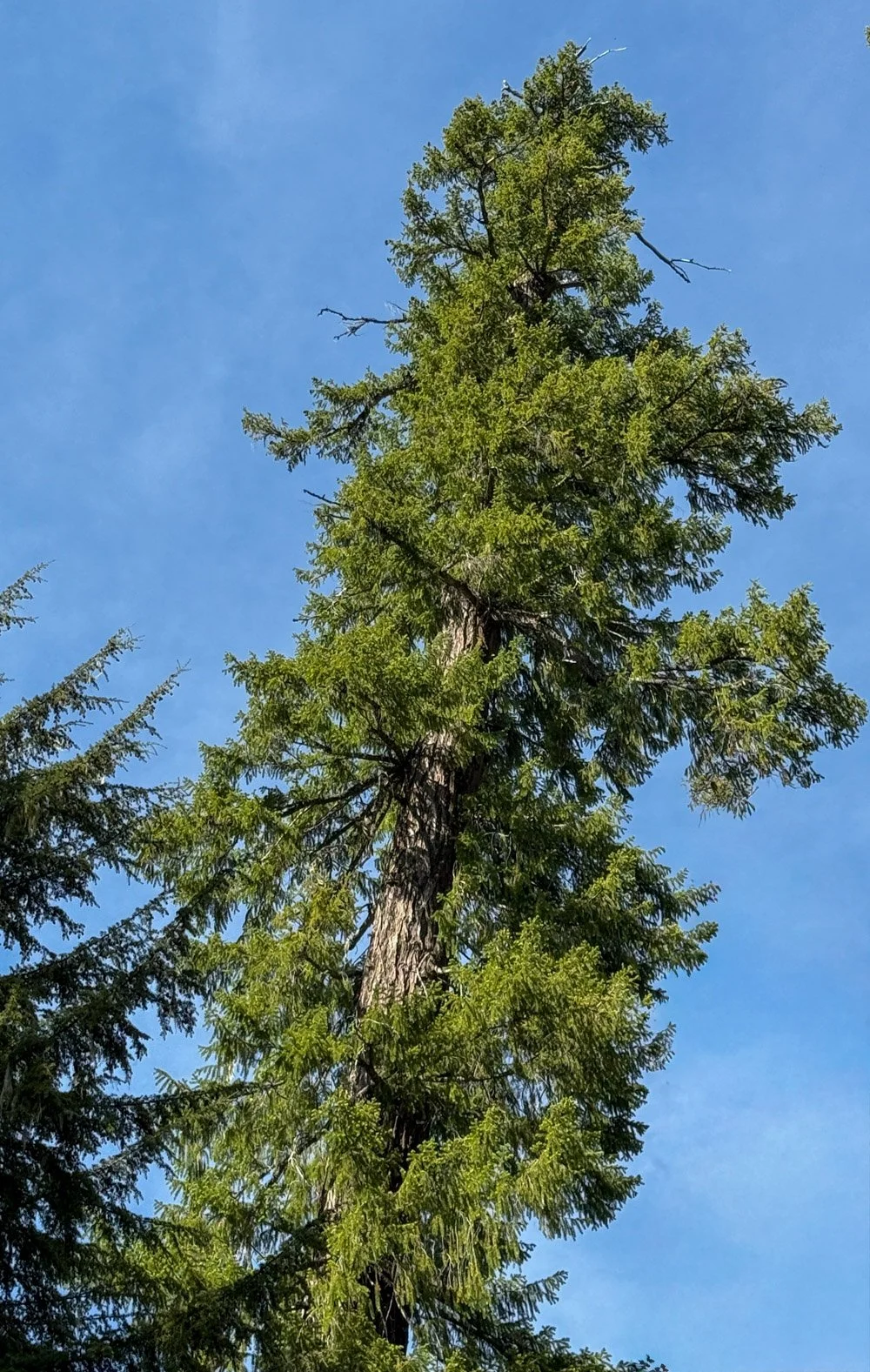 Old Douglas-fir crown