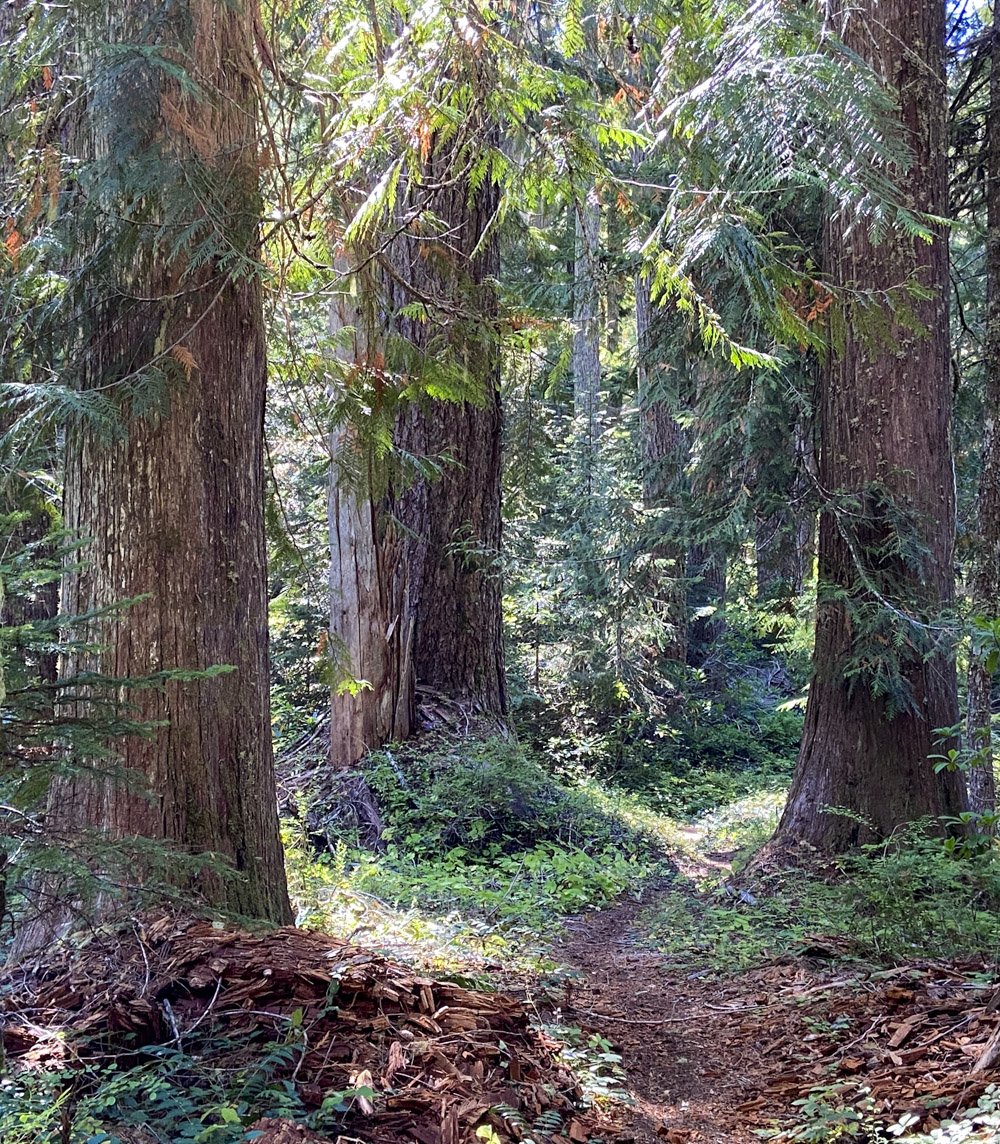 A redcedar welcome ...
