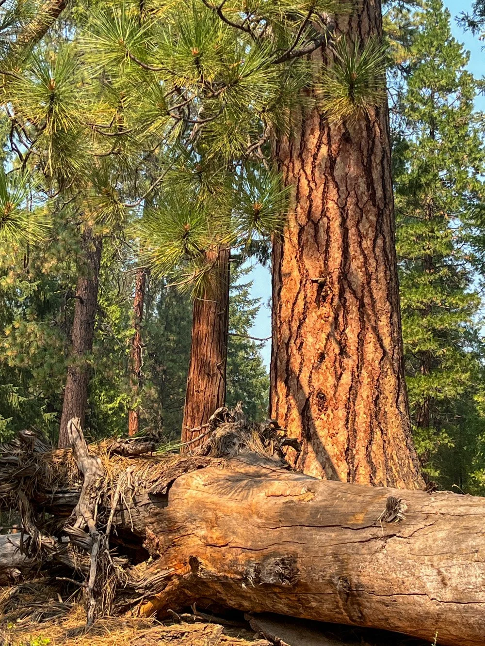 Old pine grove
