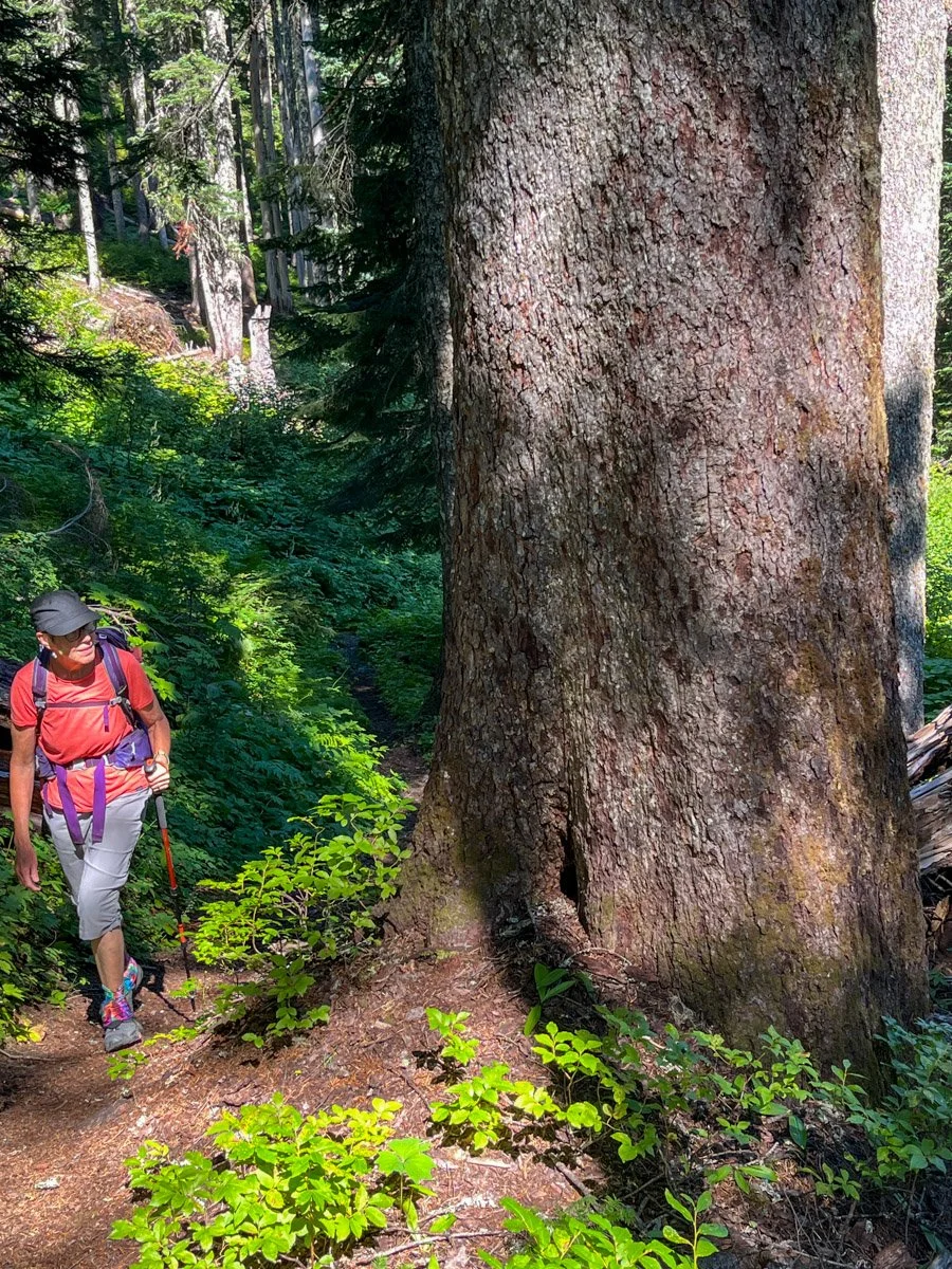 Diane checks out a big tree