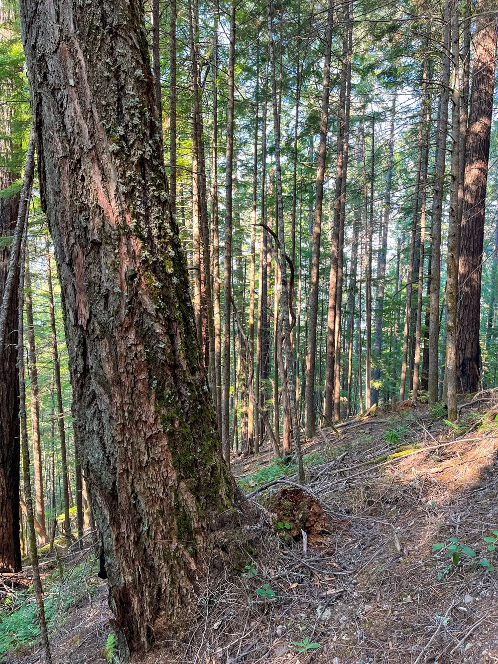 Young forest with older Douglas-fir fire survivors
