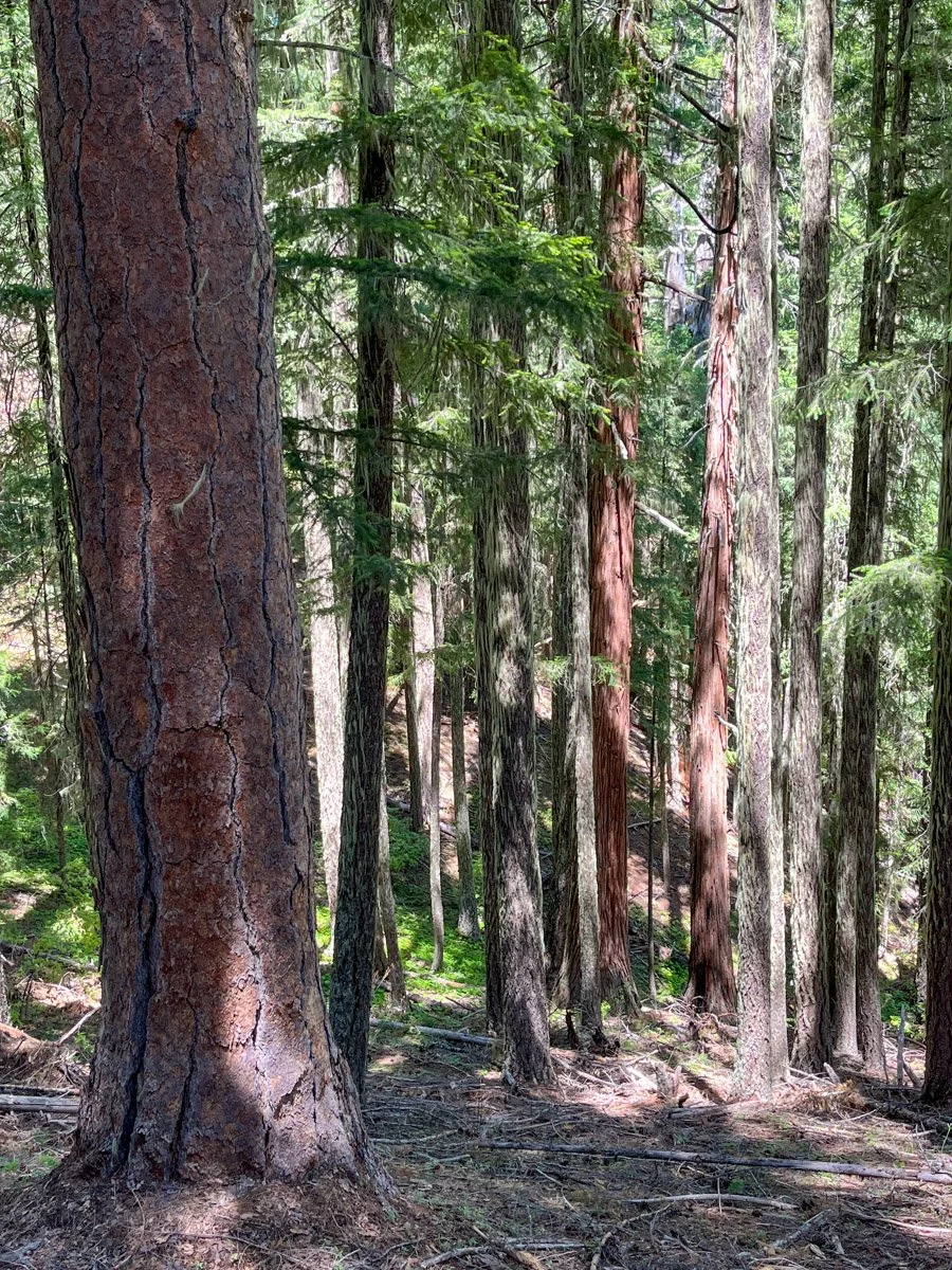 Dense stand with scattered old pine