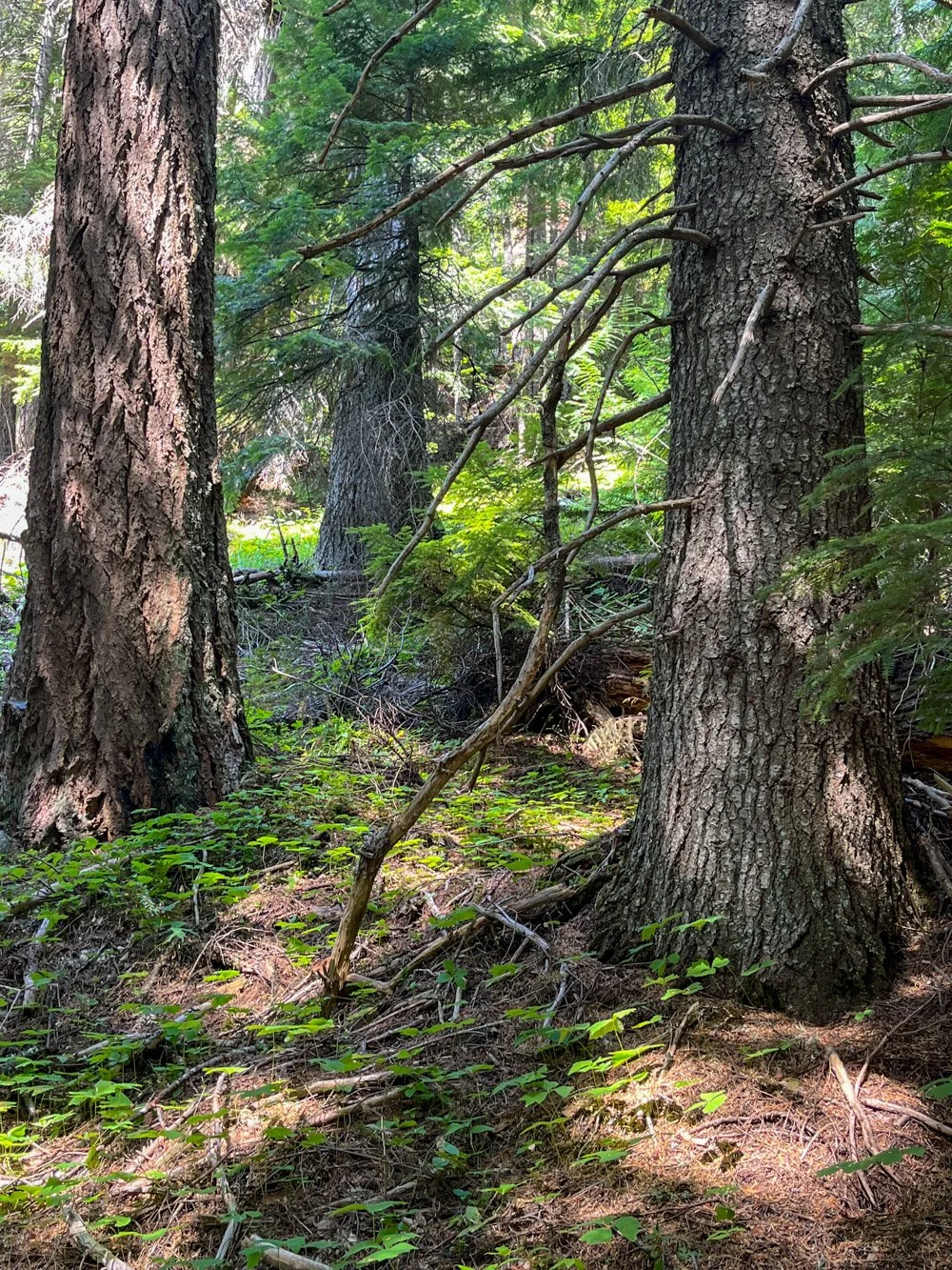 Grand fir and Douglas-fir