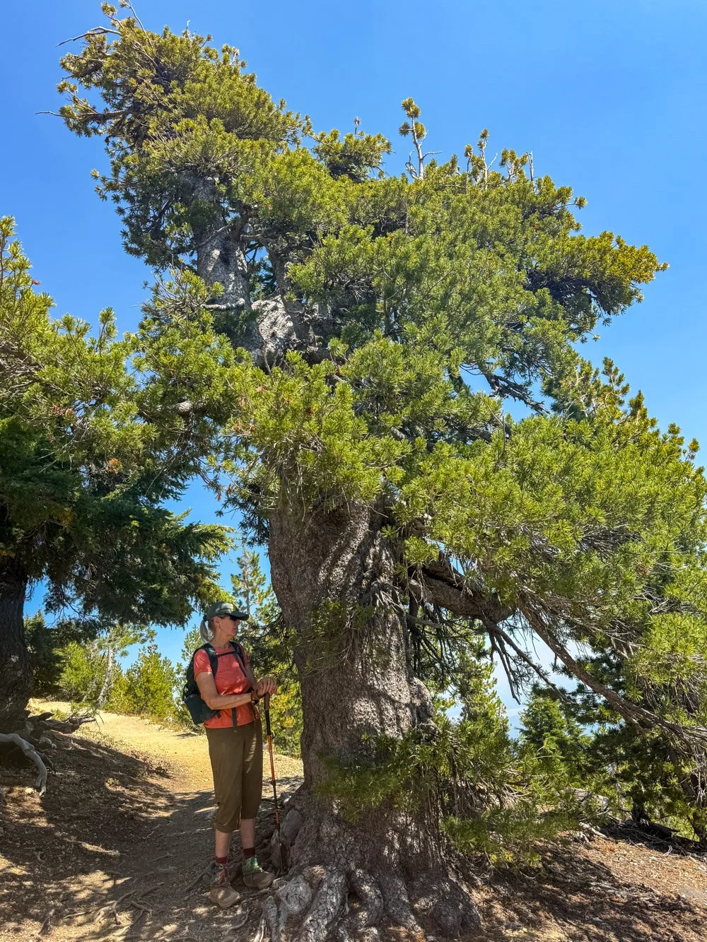 Ancient whitebark pine