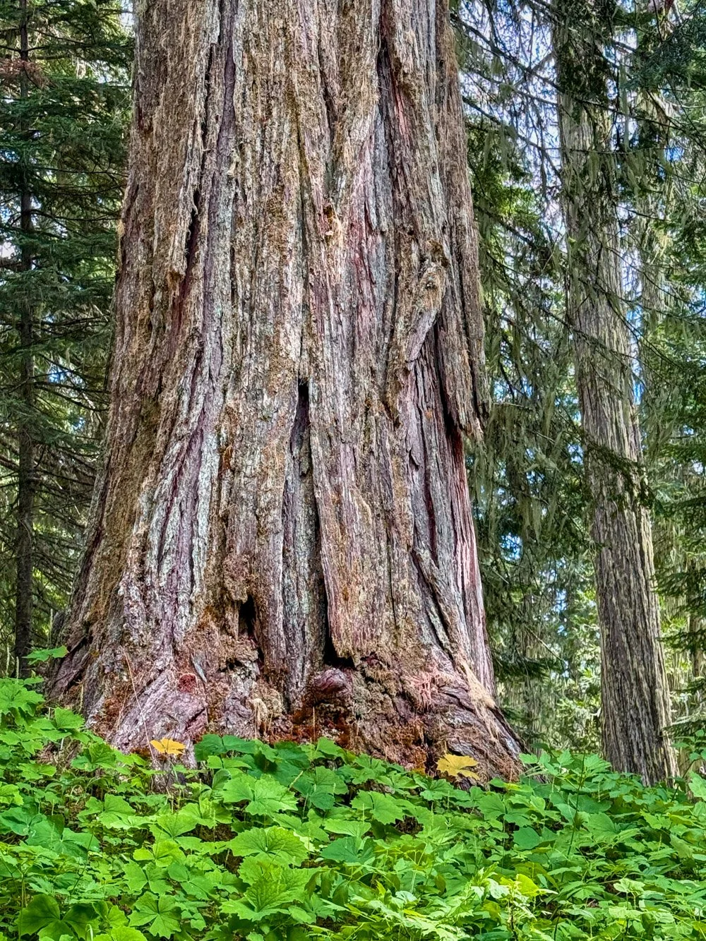 Enormous incense cedar