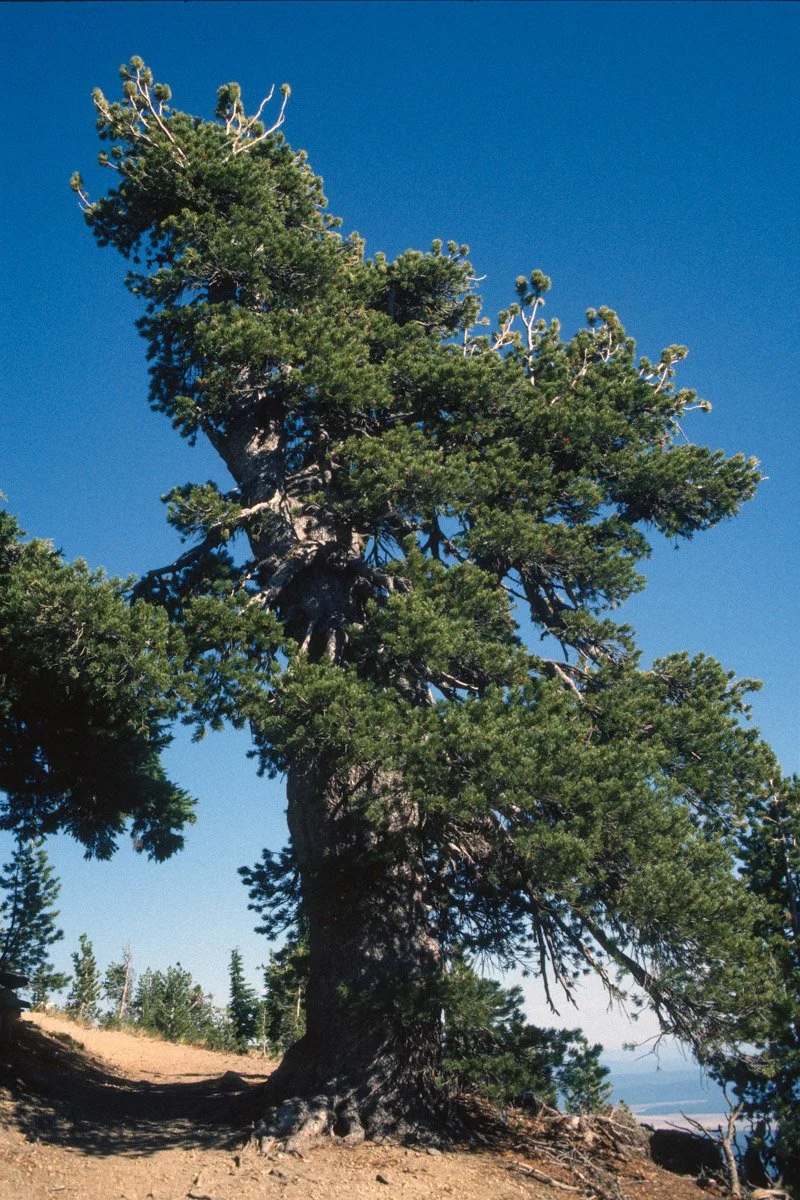 Ancient whitebark pine