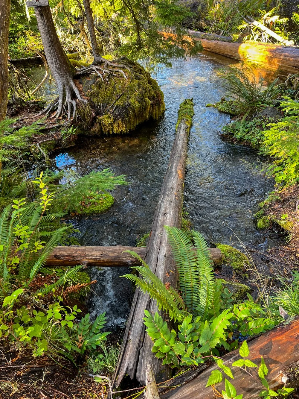 Chuckle Springs, pre-fire