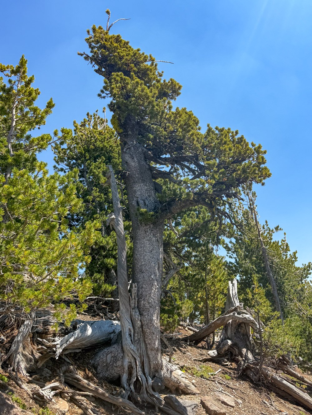 Windswept pine