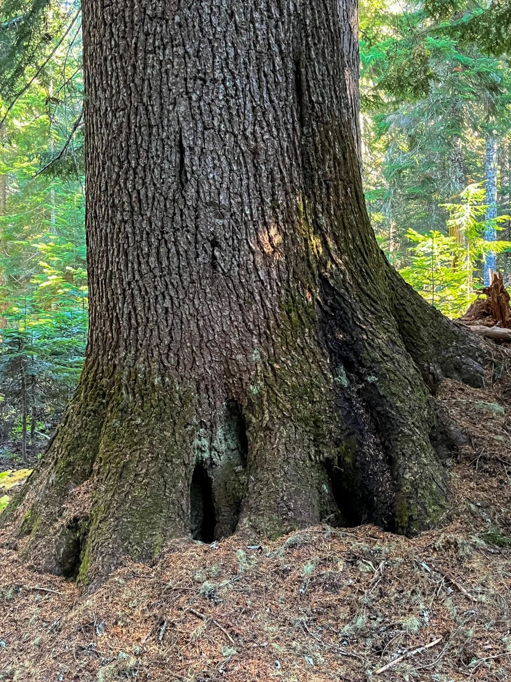 Huge old western hemlock