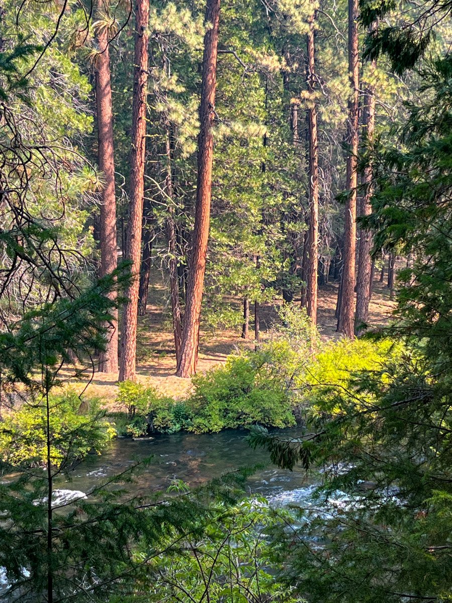 Gorgeous pines across the river