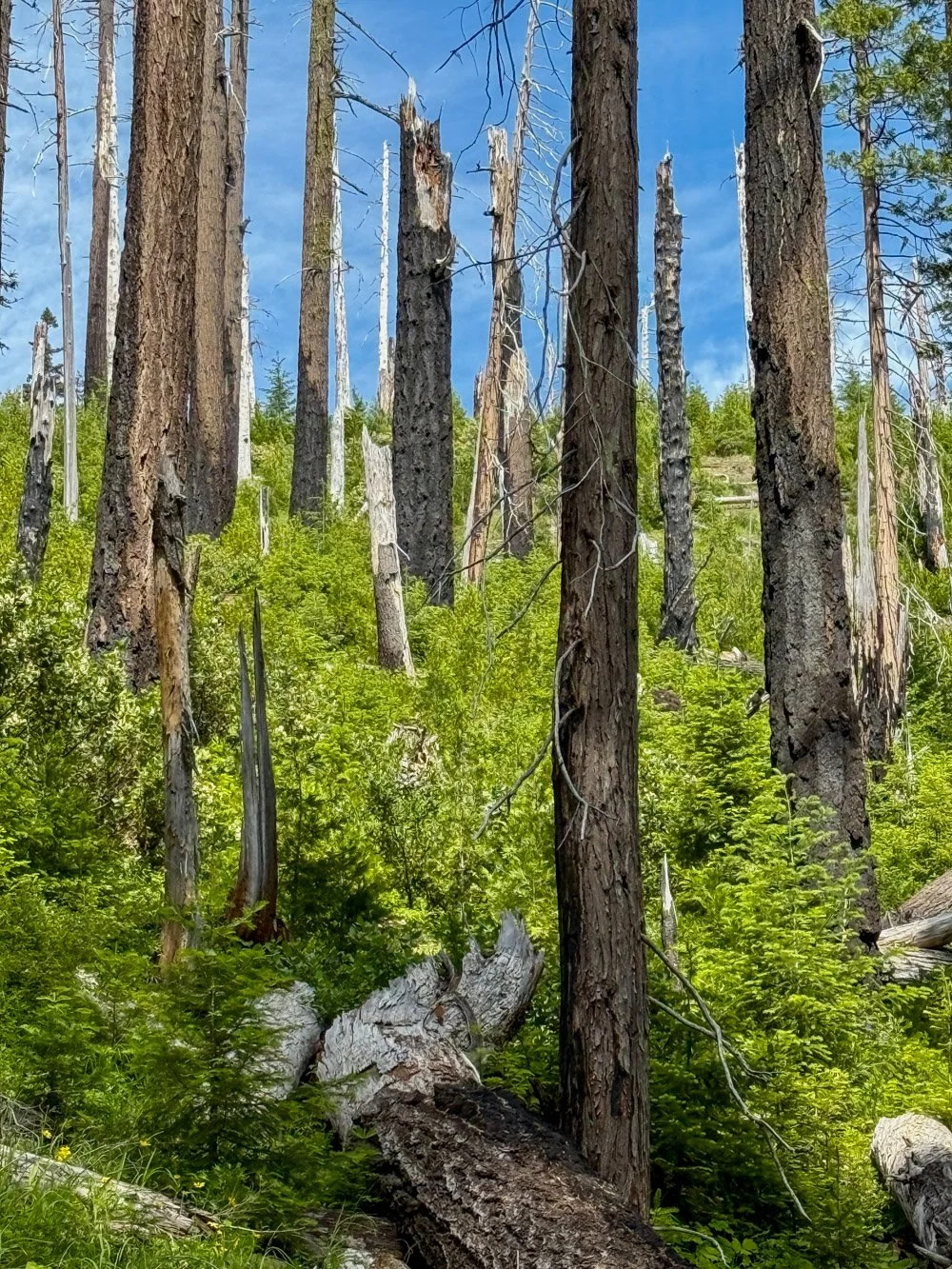Snags and regeneration from Grasshopper Fire (2002)